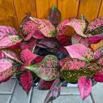 Aglaonéma (Aglanoema) ´SPICY PINK’ - výška 20-25 cm, kont. C1L